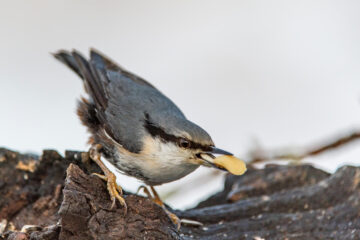 Spettmeis med en halv peanøtt i nebbet