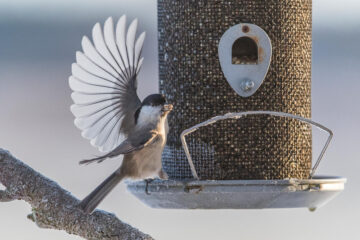 Granmeis på fuglemater