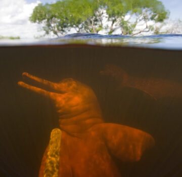 En amazonasdelfin i brunt elvevann, med grønne tretopper over overflaten i bakgrunnen.