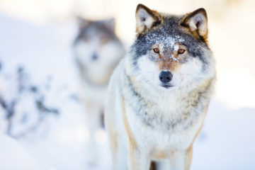 Bilde av to ulver i vinterlandskap