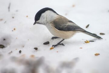 Granmeis med frø på bakken i snø