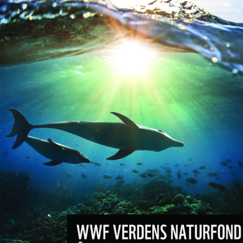På forsiden av WWFs årsmelding for 2020 sees to delfiner svømmende under vann.