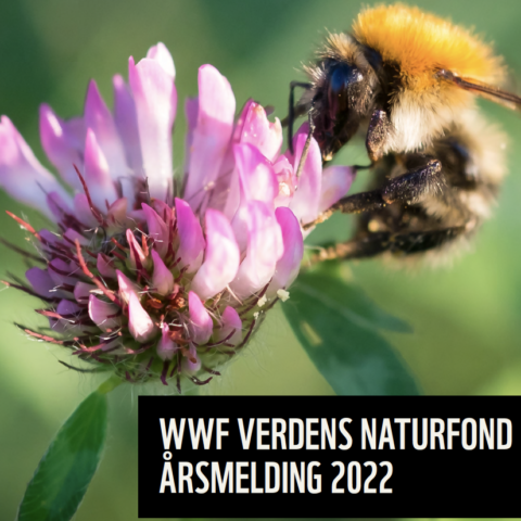 Forsiden til rapporten viser en bie på en kløverblomst og teksten "WWFs årsmelding for 2022"