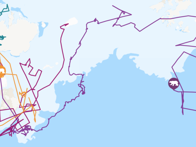 Skjermbilde av arts-følgeren til WWF. Ulike fargede linjer representerer isbjørn-individers vandring rundt Svalbard og nordlige Canada.