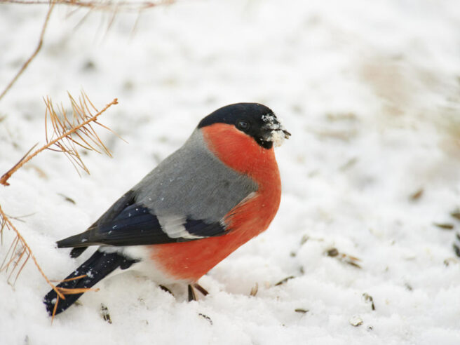 En dompapp, hann, sitter på bakken i snøen