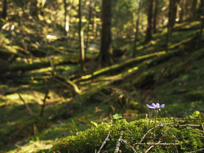Blåveis på skogbunn