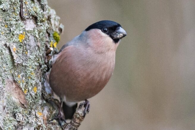 En dompap, hunn, sitter på en trestamme.