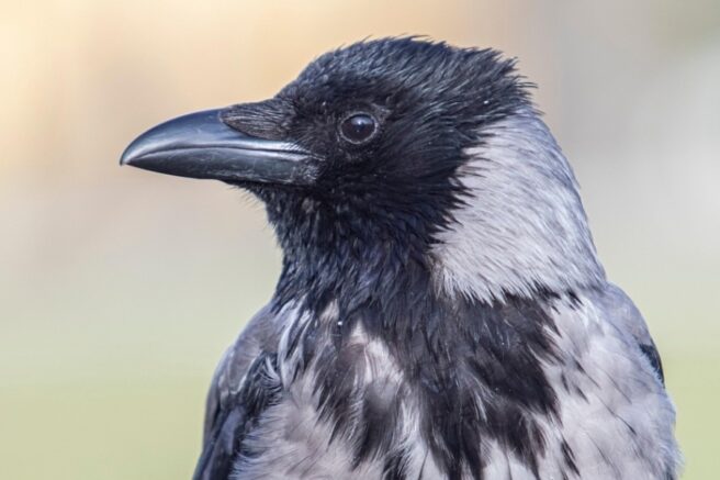 Nærbilde av kråke