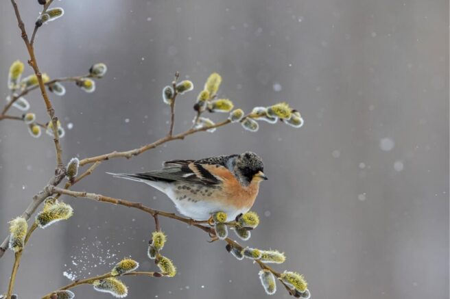 Bjørkefink på seljegren