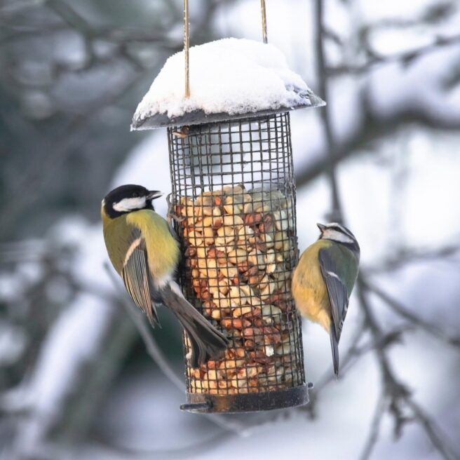 Kjøttmeis og blåmeis på fuglemater