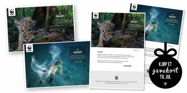 Tre gavebevis fra WWF med bilde av isbjørn, skilpadde og panda.