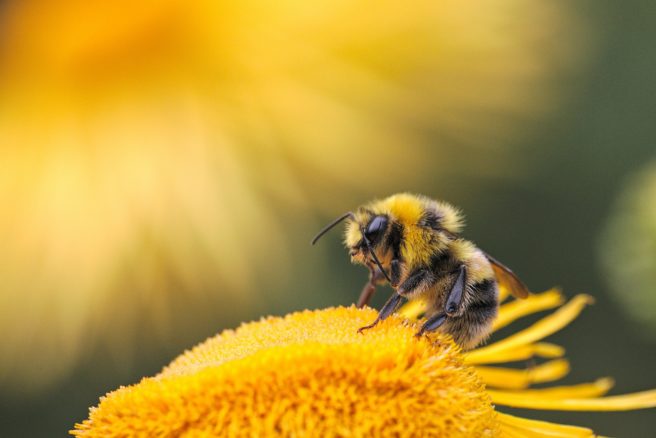 En bie på en blomst