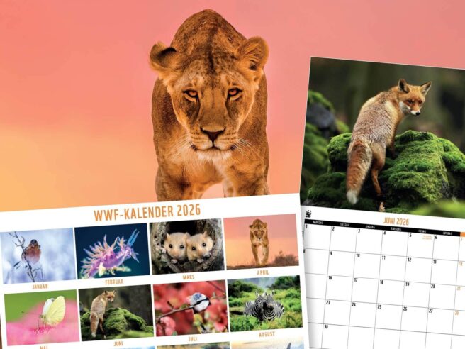 Bilde av kalender.