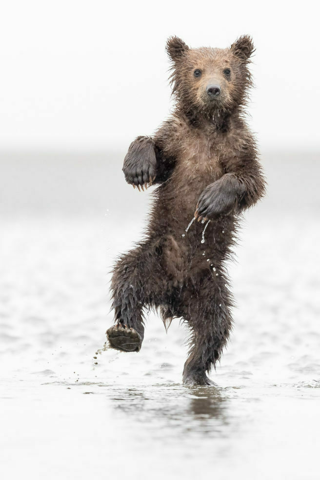 Ung brunbjørn står på to i vannet.