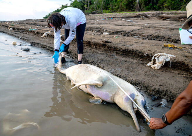 To personer måler lengden på en død elvedelfin som ligger på en uttørket elvebredd omringet av plastsøppel.