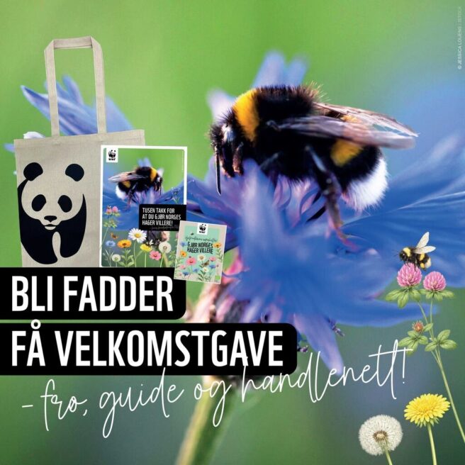 Bilde av frøppake, guide og handlenett med bilde av panda
