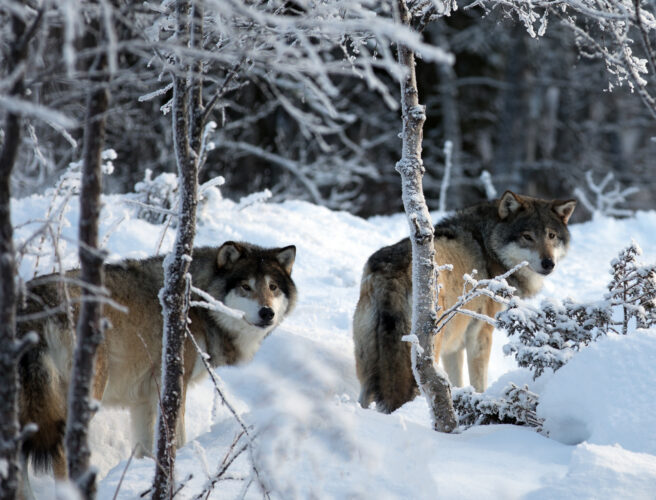 Illustrasjonsbilde av to ulver i vinternatur
