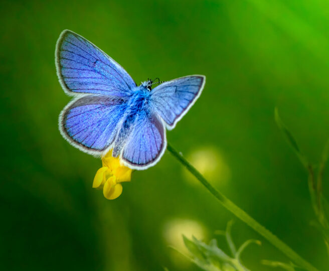 En blå sommerfugl på en gul blomst med grønn bakgrunn.