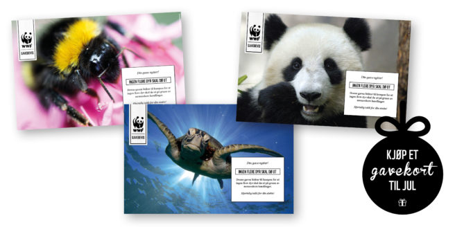 Tre gavekort fra WWF med bilde av bjørn, gaupe og ulv