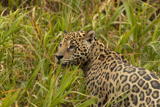 Nærbilde av en jaguar i høyt gress