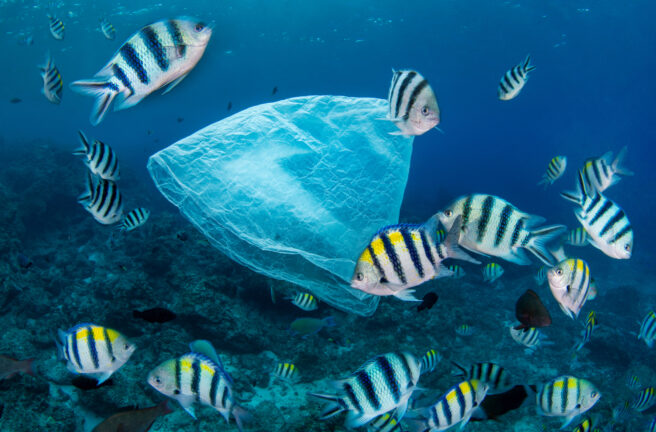 Plastforsøpling av havet. Fisk svømmer rundt en plastikkpose.