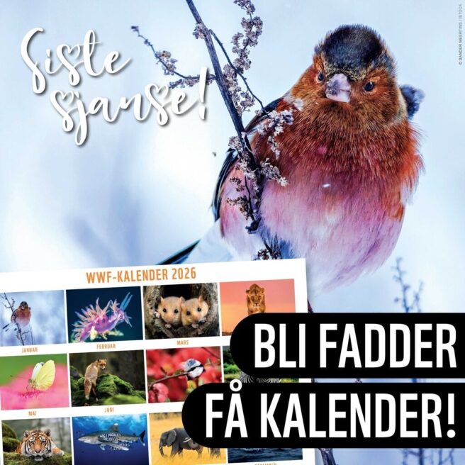 Bilde av kalenderen