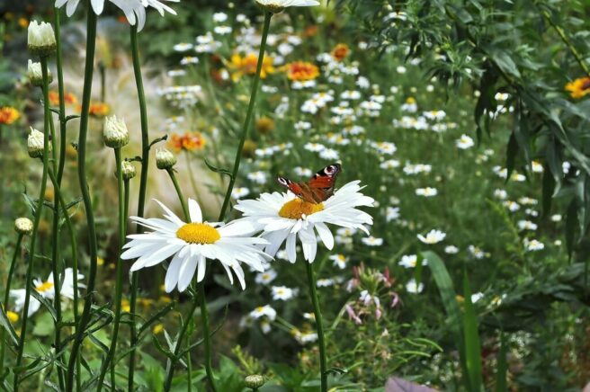 Eng med prestekrager. På en av blomstene sitter det en rød sommerfugl. Prestekragene er gul i midten med hvite kronblader.
