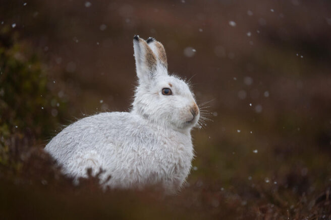 En nordhare (Lepus timidus) i vinterdrakt sitter på en brun bakke.