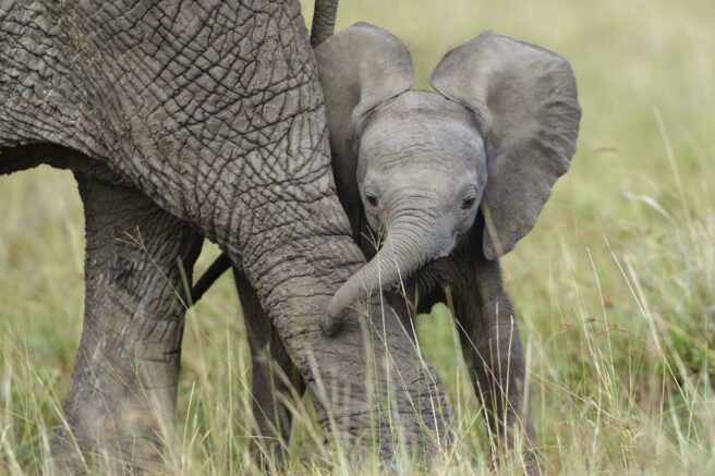 Afrikansk elefantbaby med sin mor