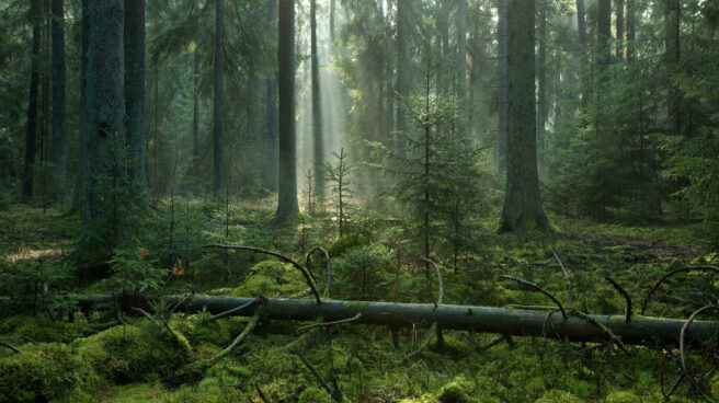 Bilde av mosegrodd gammelskog, med lyset som bryter gjennom trærne
