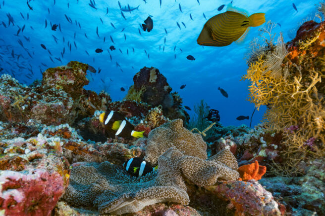 Et tropisk korallrev med små og store fargerike fisk rundt.