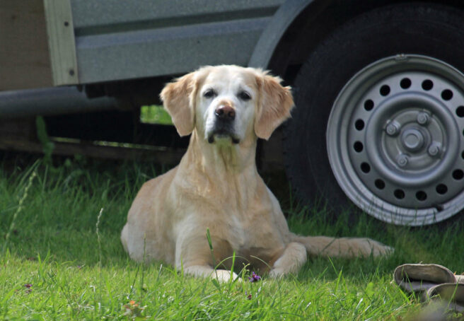 Hund foran en lastebil