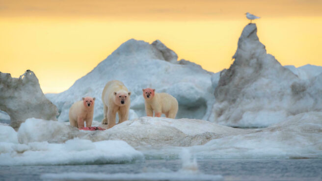 En isbjørnmamma og to årsunger står på drivis og spiser.