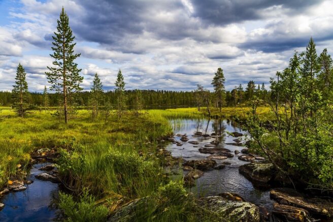 Myr i en skog.