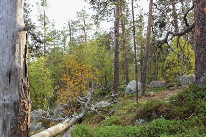 Naturskoger med intakte økosystemer og høyt naturmangfold må få stå. Bildet viser urskog i Pasvik.