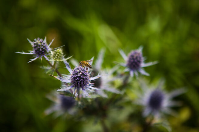Kenyan purple flowers with a bee on one of them.