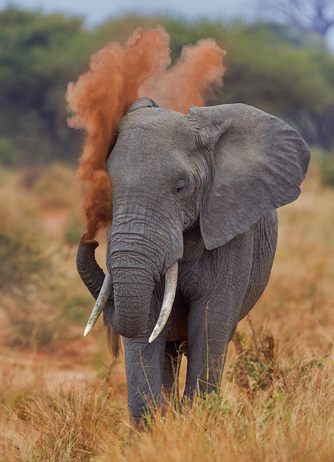 To unge skogselefanter går bort fra kamera, side ved side