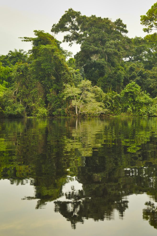 Trees reflected in the water along the shoreline of the Congo River