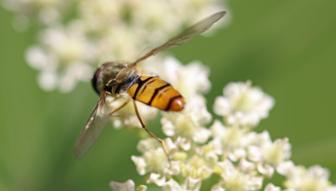 Bilde av en blomsterflue