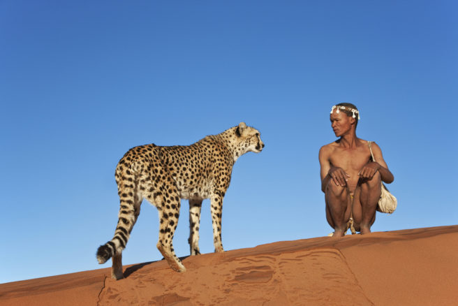 En gepard og en jeger stirrer på hverandre på en sanddyne.