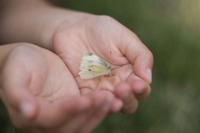 Barnehender som holder en hvit sommerfugl.