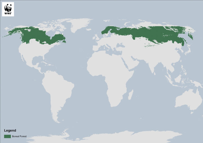 Kart som viser utbredelse av den boreale skogen