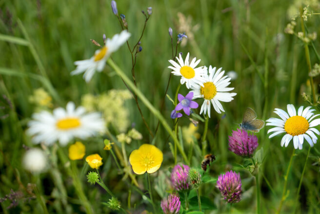 Blomstereng med norske markblomster