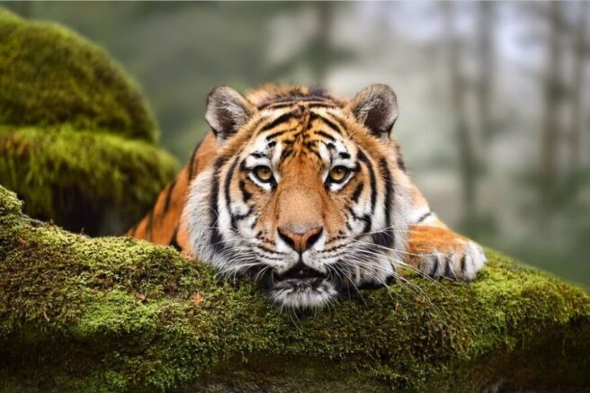 En tiger hviler hodet på en mosekledd rot i skogen, og ser rett inn i kameraet.