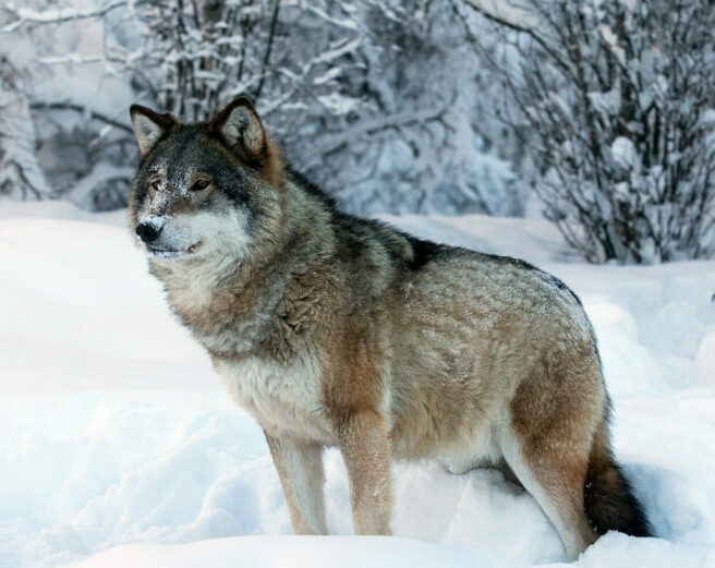 En ulv står i snø og kikker mot venstre av bildet, med snødekte busker/trær i bakgrunnen.