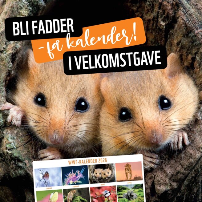 Bilde av kalenderen