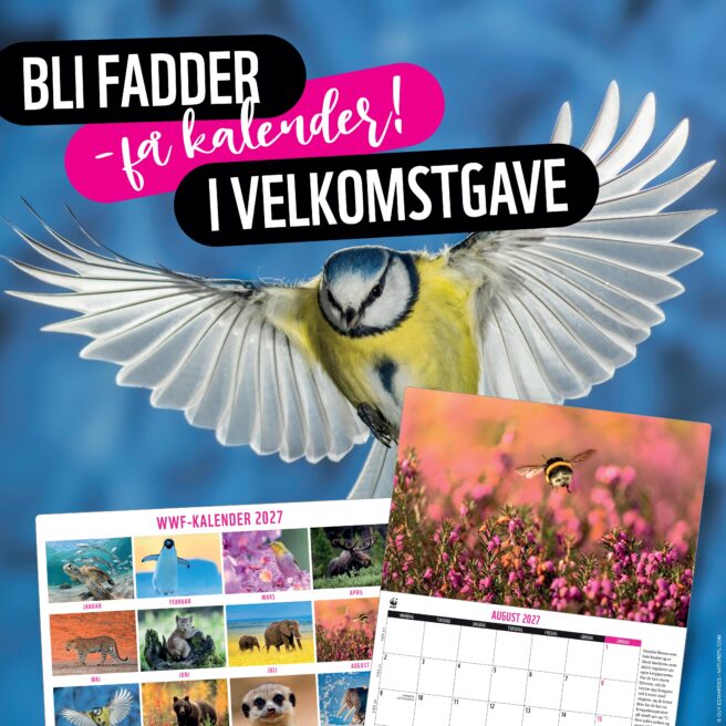 Bilde av kalender