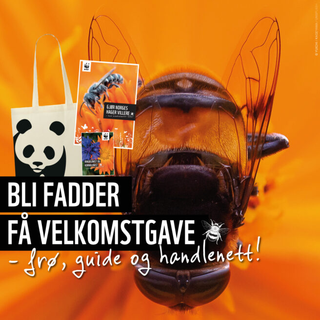 Bilde av frøpakke, guide og handlenett med panda