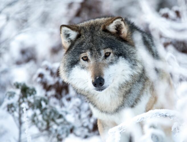 Et bilde av ulv i vinterlandskap