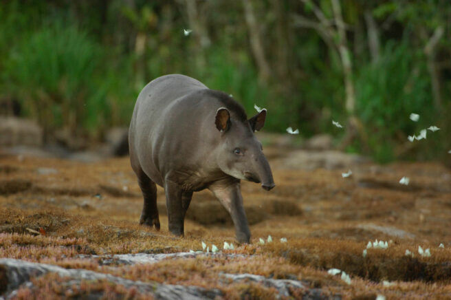 En tapir med skog i bakgrunnen.